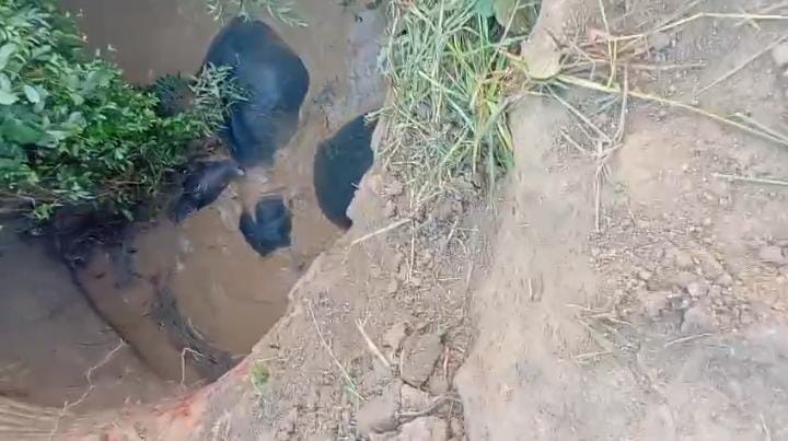 तीन हाथी कुएं में गिरे, 4 घंटे की मशक्कत के बाद रेस्क्यू कर निकाले गए