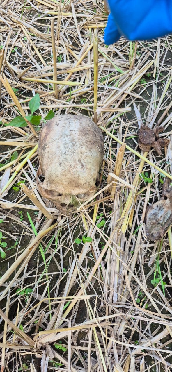 धान कटाई के दौरान खेत में मिला मानव कंकाल, लापता बुजुर्ग का होने की आशंका