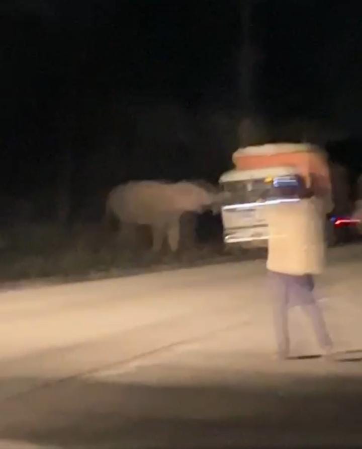 उदयपुर वन परिक्षेत्र में 11 हाथियों का दल&hellip;