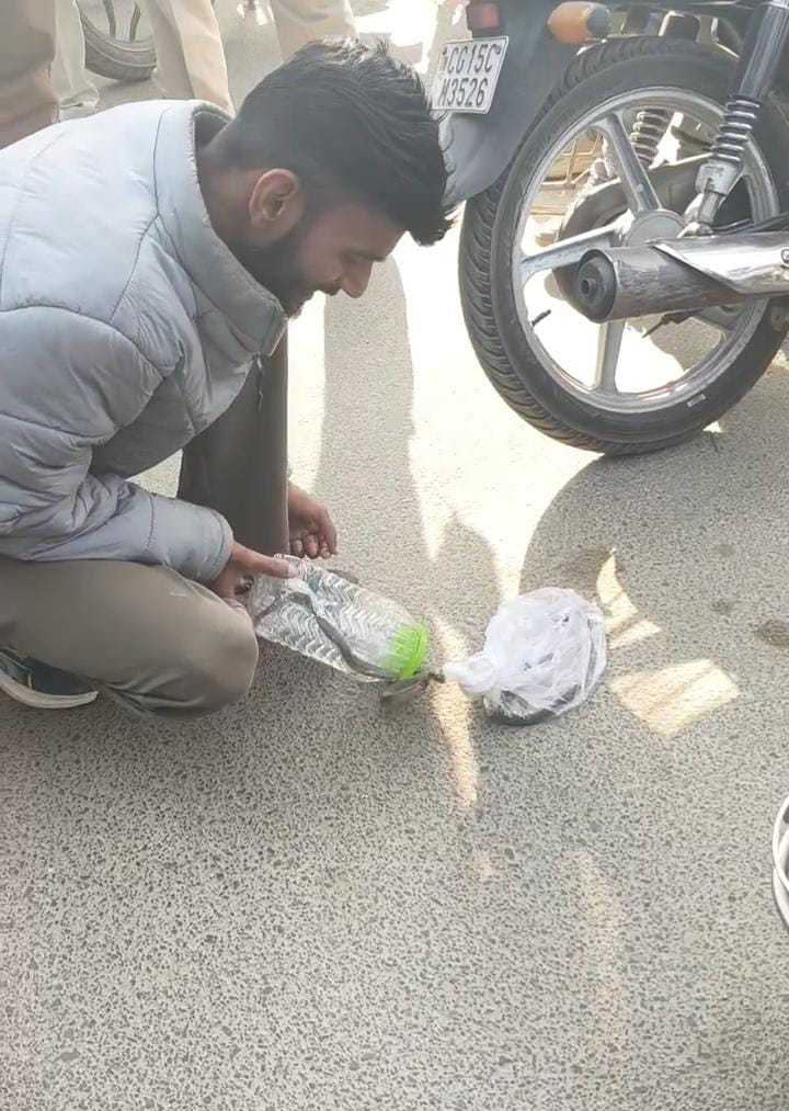 अंबिकापुर कलेक्ट्रेट में निकला खतरनाक जहरीला सांप, अफरा-तफरी मचते ही मौके पर पहुंची रेस्क्यू टीम