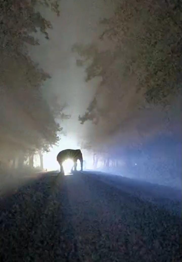 मुख्य मार्ग पर पहुंचा दल से बिछड़ा हाथी,…