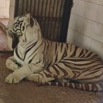 मैत्री बाग में सफेद मादा बाघ जया की संदिग्ध मौत, प्रबंधन में हड़कंप