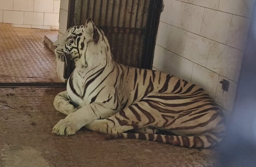 मैत्री बाग में सफेद मादा बाघ जया की संदिग्ध मौत, प्रबंधन में हड़कंप