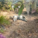 भैंसामुंडा के जंगल में बाघ की मौत, वन अमले में मचा हड़कंप