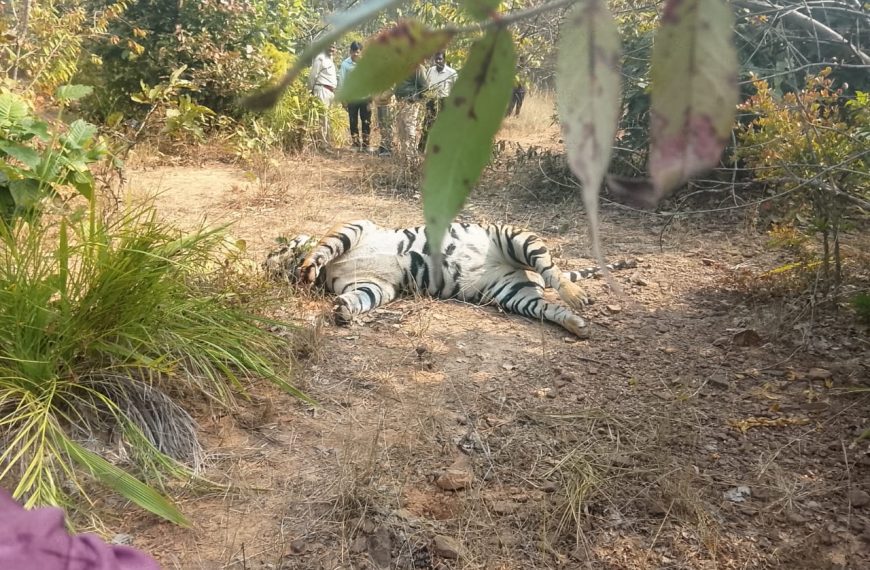 भैंसामुंडा के जंगल में बाघ की मौत, वन अमले में मचा हड़कंप