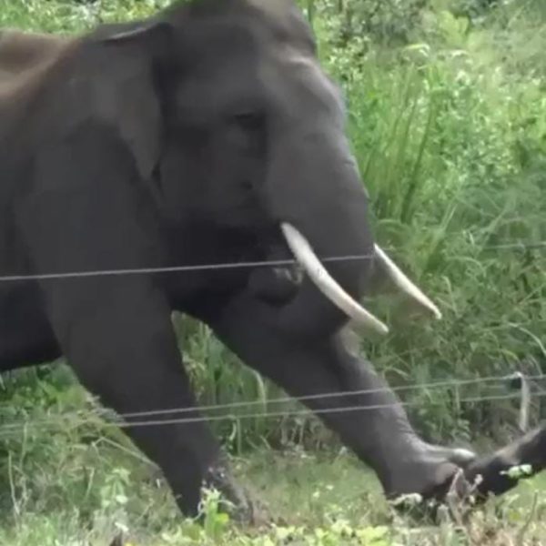 आंगन में सो रही महिला पर जंगली हाथी&hellip;