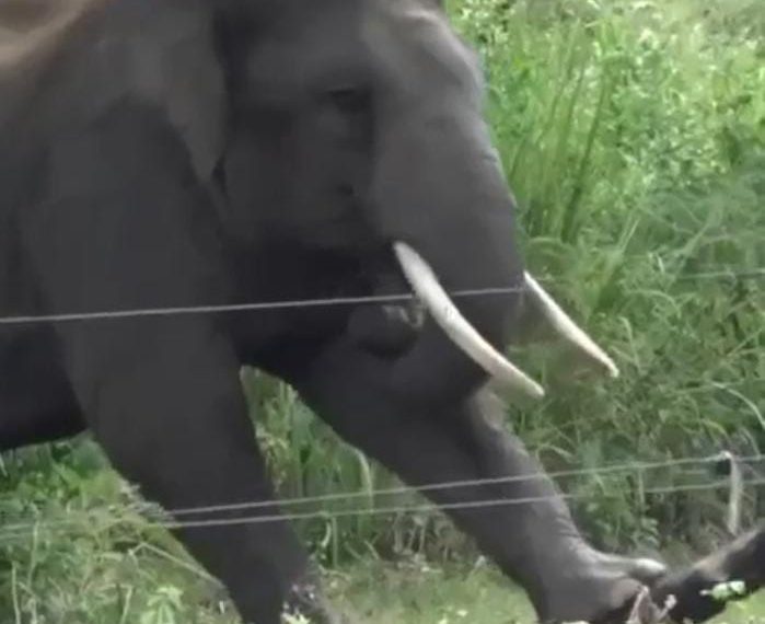 आंगन में सो रही महिला पर जंगली हाथी&hellip;